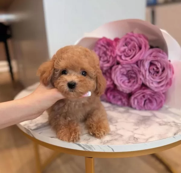 Sevimli Ve Sosyal Maltipoo Bebekler