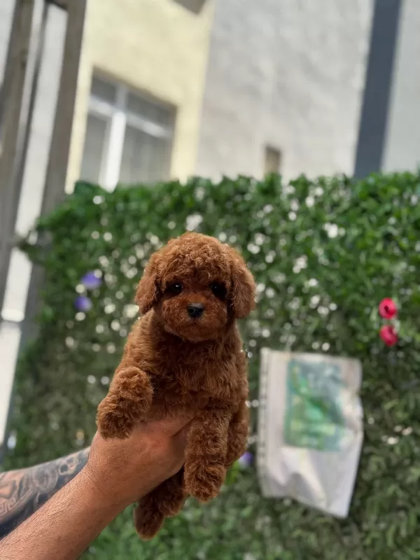Sevecen Karakterli Poodle Minikler