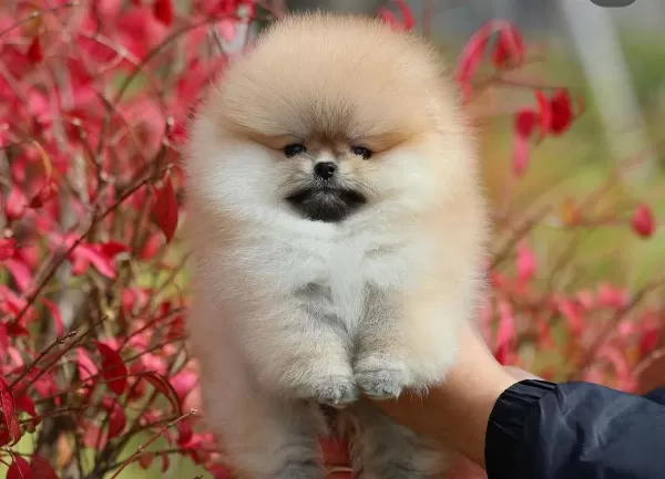 Teslime Hazır Pomeranian Yavrular