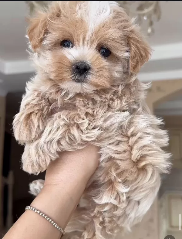 Seçme Kalite Maltipoo Yavruları
