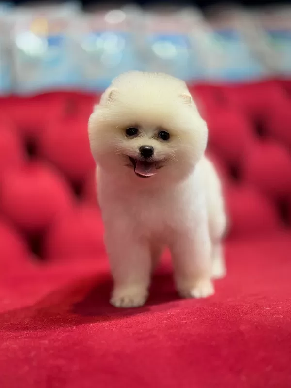 Mini Boy Pomeranian Boo Yavrular