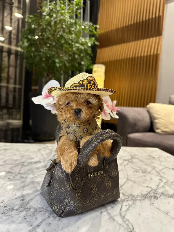 Tatlı Mini Toy Poodle Yavrular