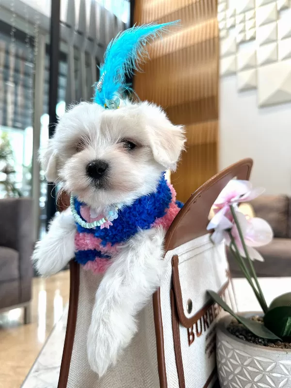 Sevimli Ve Oyuncu Maltipoo Bebekler