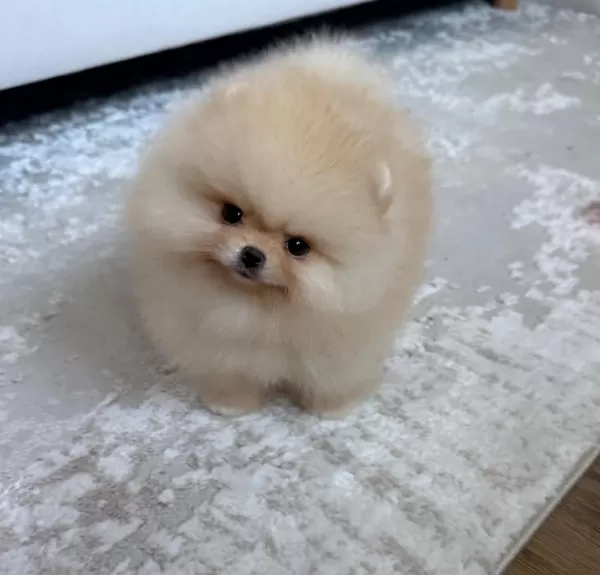 Sevimli Pomeranian Boo Yavrular