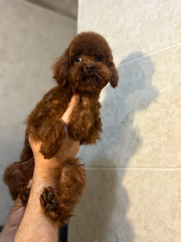 * Özel Seçim Toy Poodle Yavruları Yeni Yuvalarını Bekliyor
