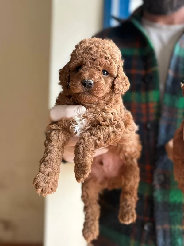 Sevimli Ve Oyuncu Toy Poodle Yavruları