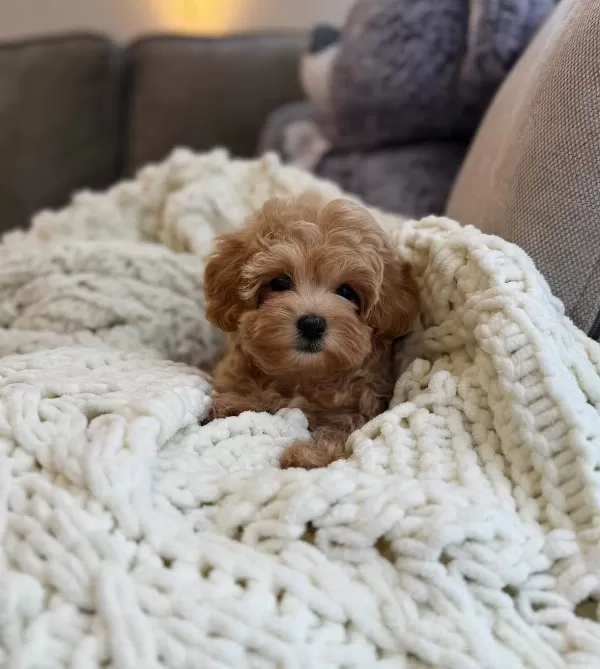 Seçme Kalite Maltipoo Yavruları