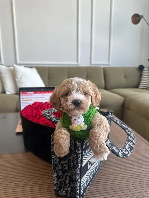 Birbirinden Güzel Maltipoo Yavrularımız