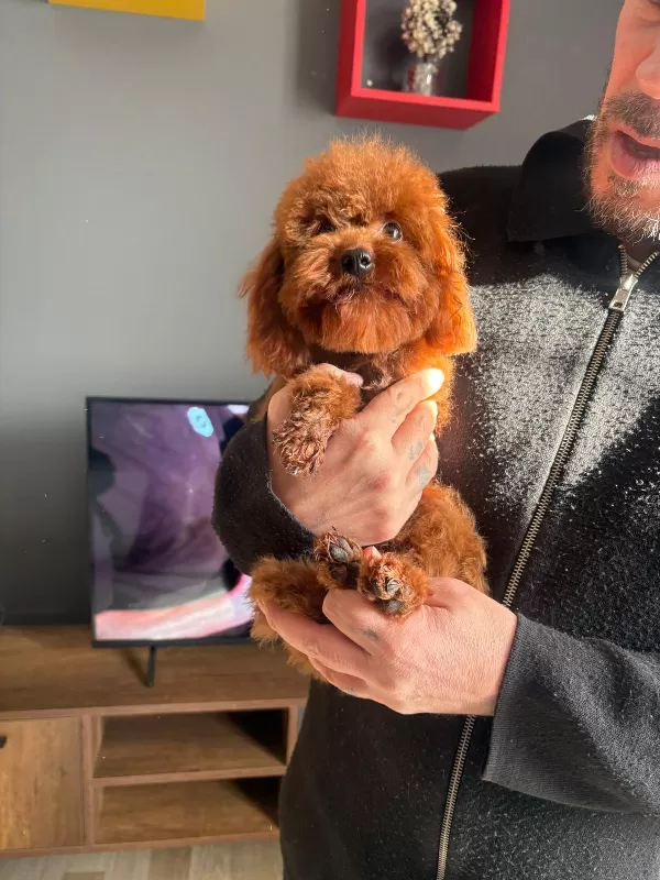* Özel Seçim Toy Poodle Yavruları Yeni Yuvalarını Bekliyor