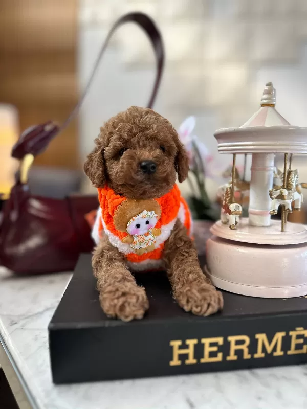 Aile Dostu Mini Toy  Poodle Yavrular