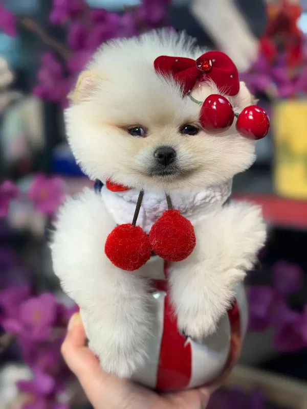 Show Kalite Pomeranian Yavruları