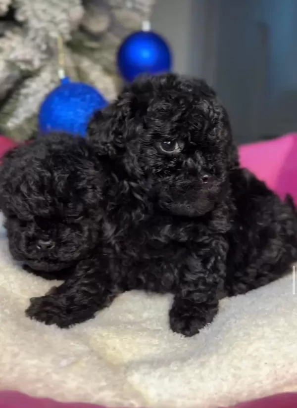 Sevimli Toy Poodle Bebekler Satışta