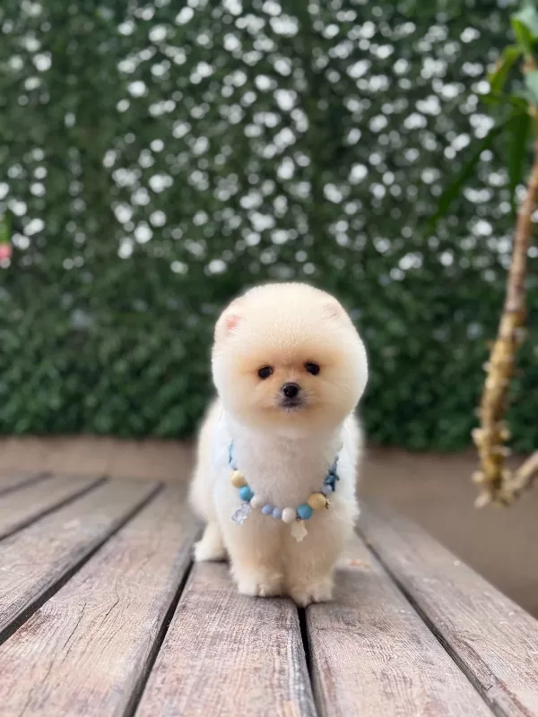 Tatlı Ve Sevimli Pomeranian Yavrular