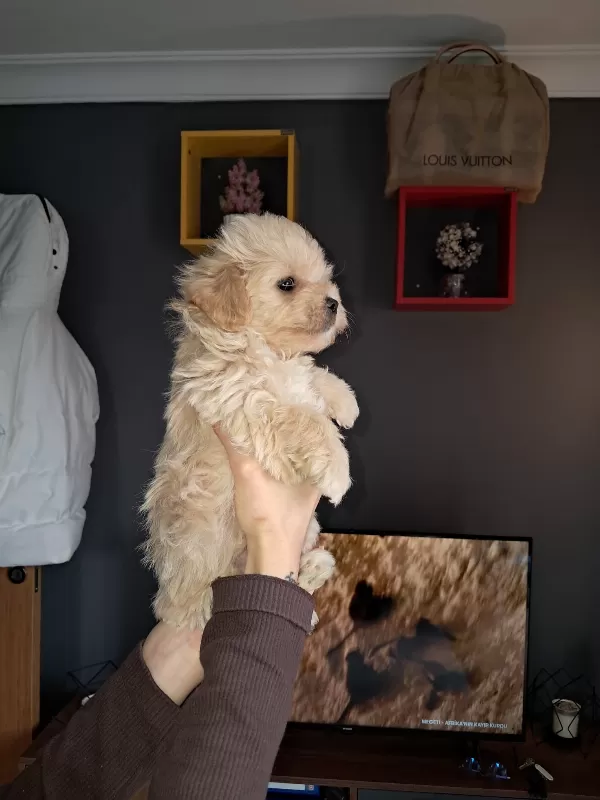 Sevimli Toy Poodle Yavrularımız Hazır