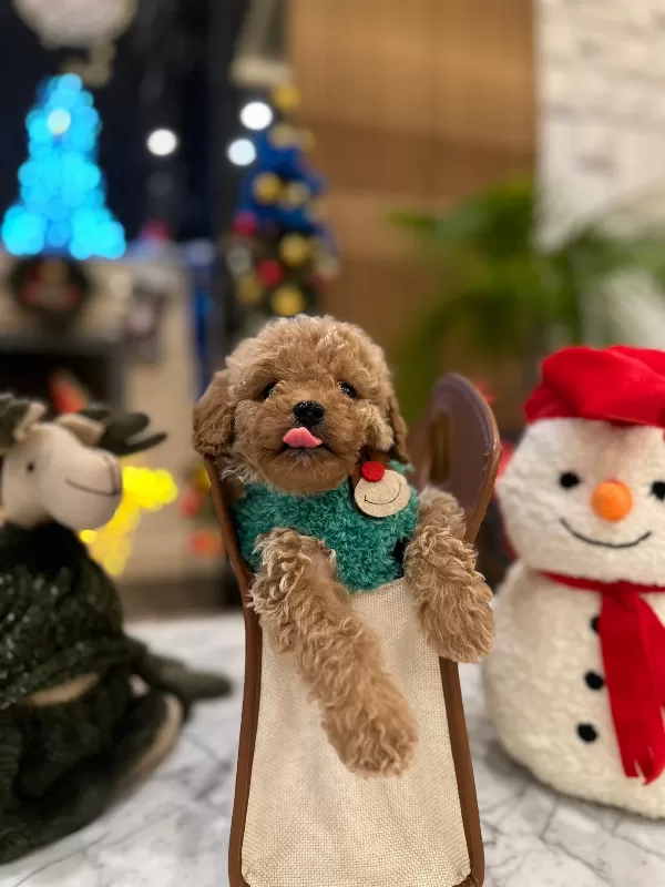 Zeki Ve Oyuncu Mini Poodle Lar