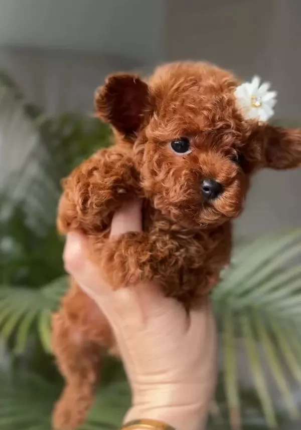 Mini Poodle Yeni Yuvasına Hazır