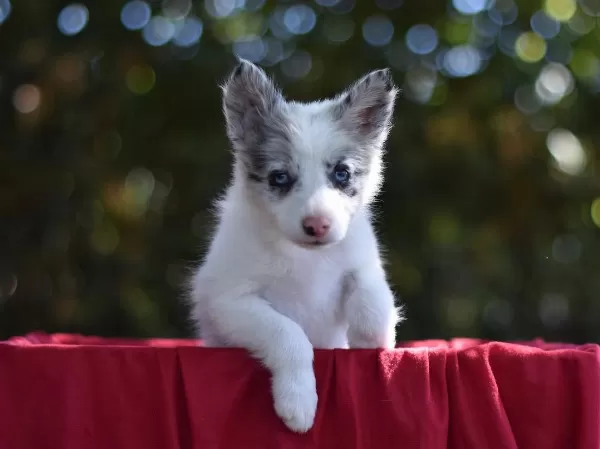 Özel Border Collie Yavruları
