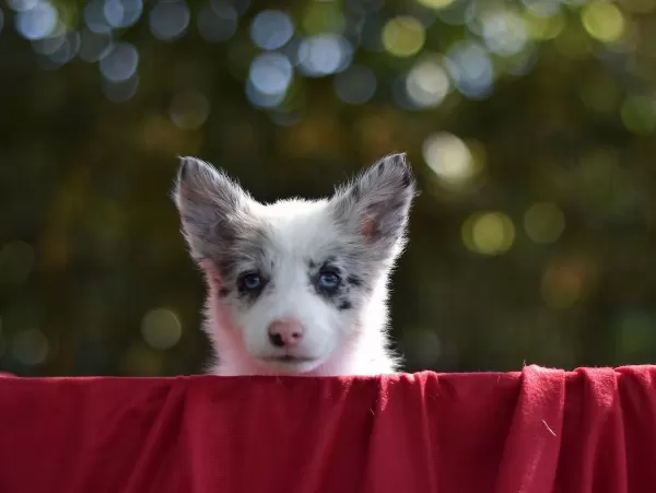 Özel Border Collie Yavruları