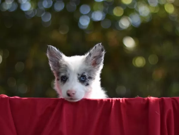 Özel Border Collie Yavruları