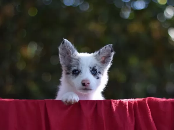 Özel Border Collie Yavruları