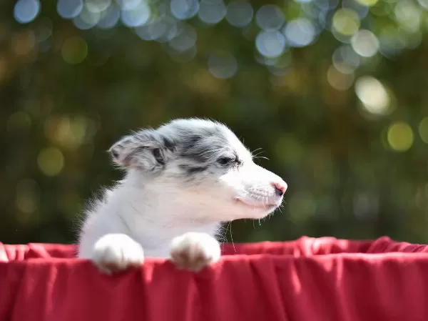 Özel Border Collie Yavruları