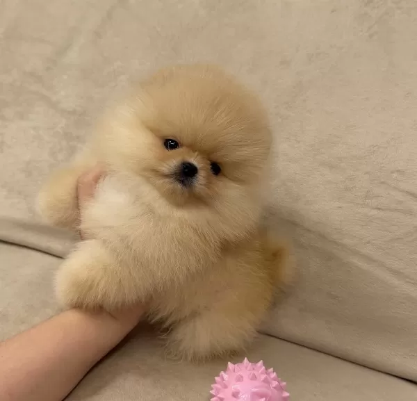 Seçme Kalite Pomeranian Boo Yavruları