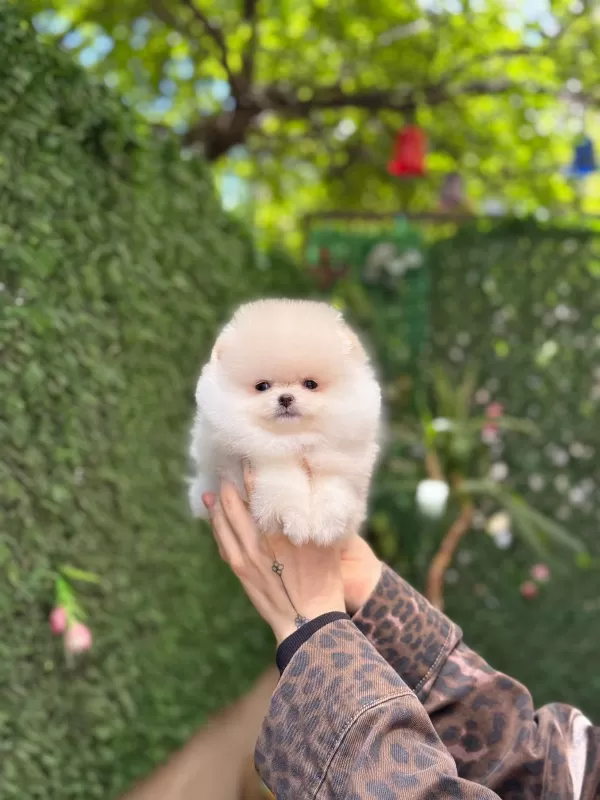 Mini Boy Gerçek Pomeranian Boo