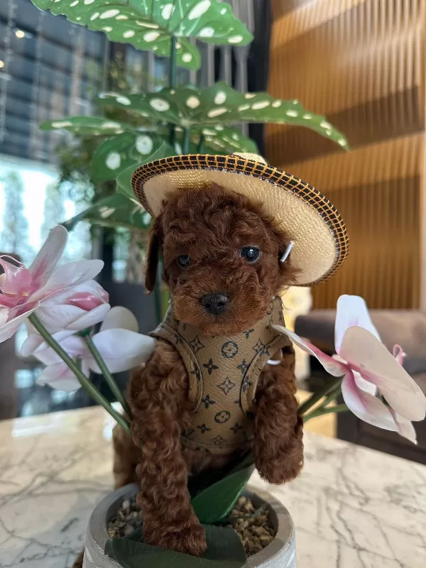 Mini Poodle Lar Yeni Yuvasını Arıyor