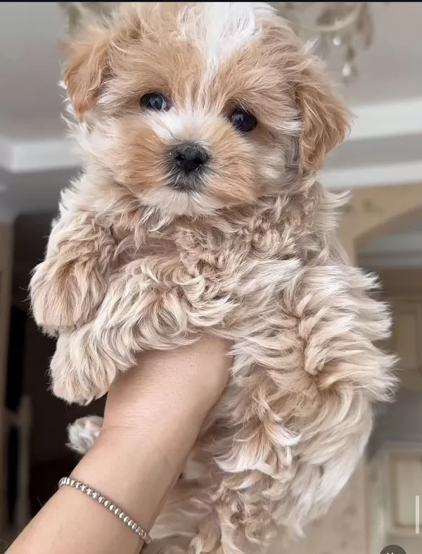 Tatlı Mı Tatlı Maltipoo Yavruları
