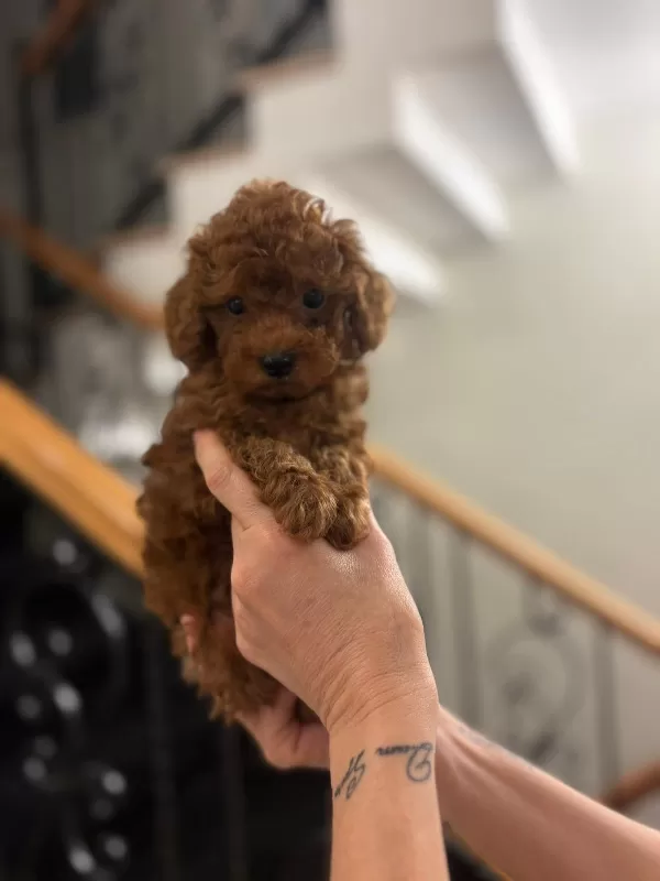 Özel Seçim Toy Poodle Bebekler
