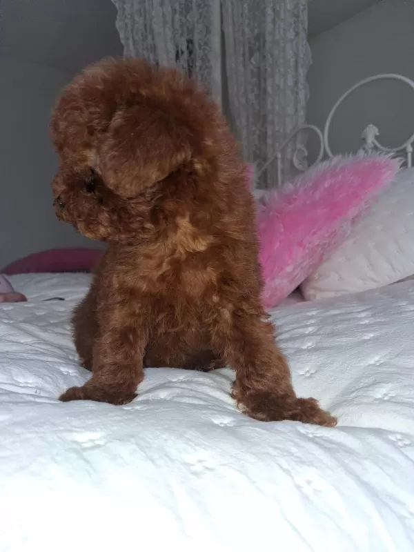 Safkan Ve Sağlıklı Toy Poodle Yavruları