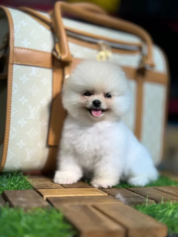 Zeki Ve Uyumlu Pomeranian Yavrular