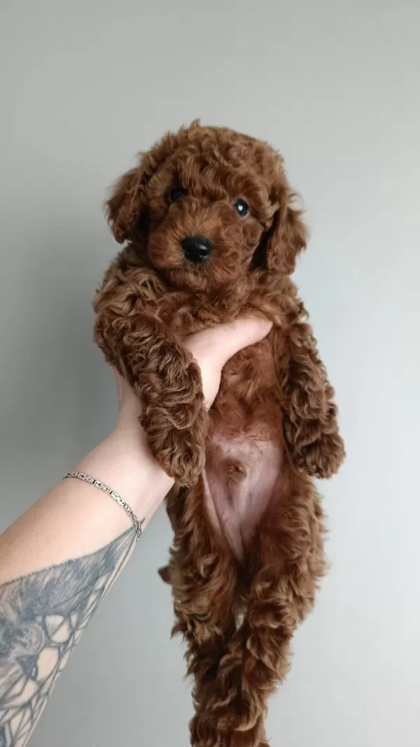 Safkan Poodle Yavruları Satılık