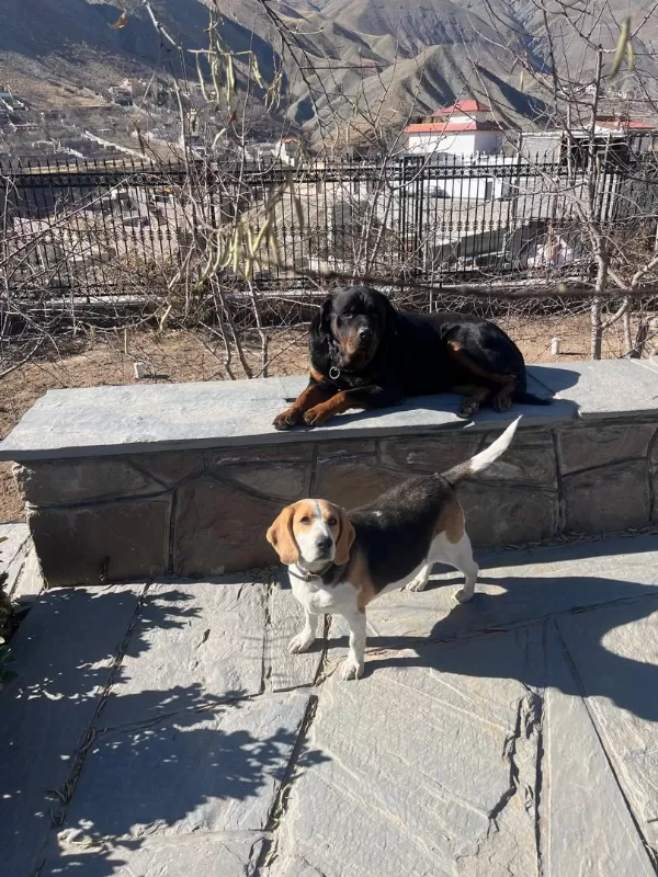 💛 Sevgi Dolu 5 Yaşında Beagle Kızımıza Sıcak Bir Yuva Arıyoruz 💛