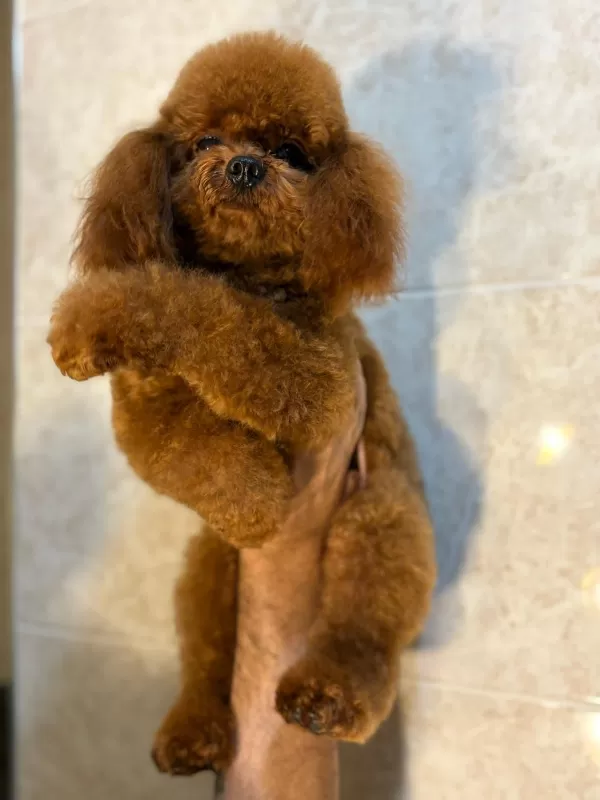 Sevimli Ve Oyuncu Toy Poodle Yavrusu