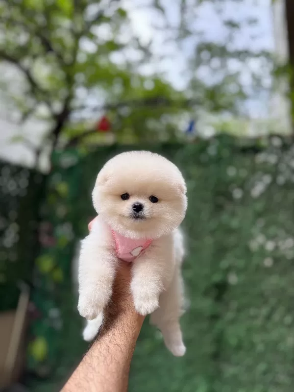 * Show Kalite Pomeranian Boo Yavruları