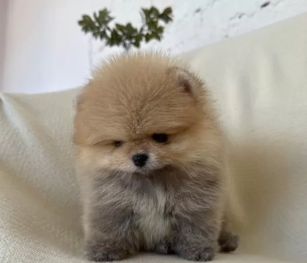 Aşılı Ve Tuvalet Eğitimli Pomeranian