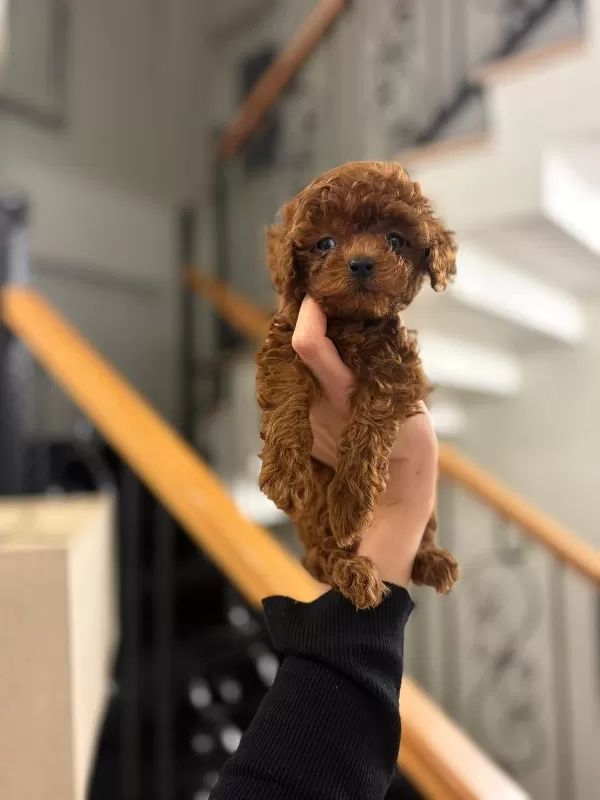 Sosyal Ve Uysal Mini Poodle Yavruları