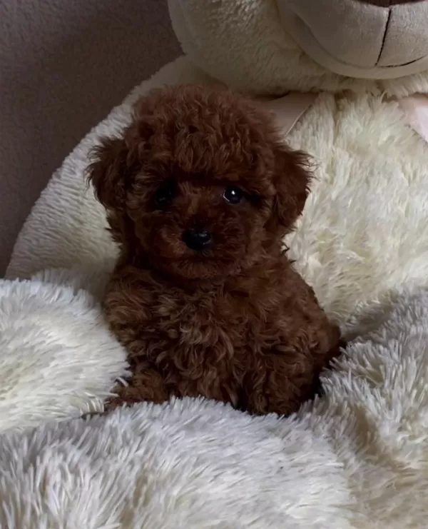 Yeni Ailesine Hazır Toy Poodle Yavruları