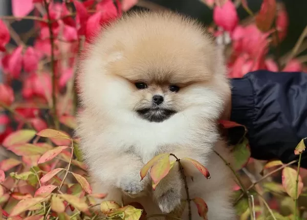 Şirin Surat Pomeranian Bebekler
