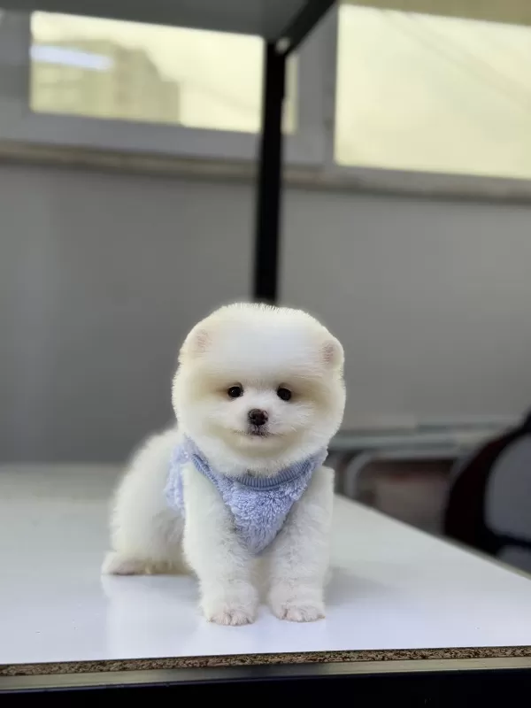 * Ev Ortamında Büyümüş Pomeranian Yavruları