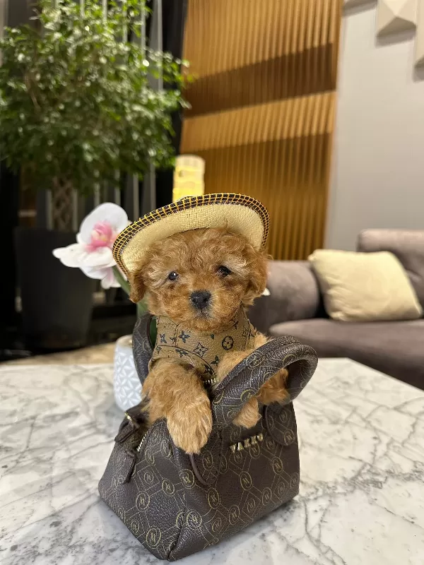 Tatlı Mini Toy Poodle Yavrular