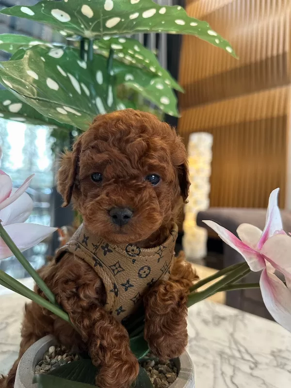 Mini Poodle Lar Yeni Yuvasını Arıyor