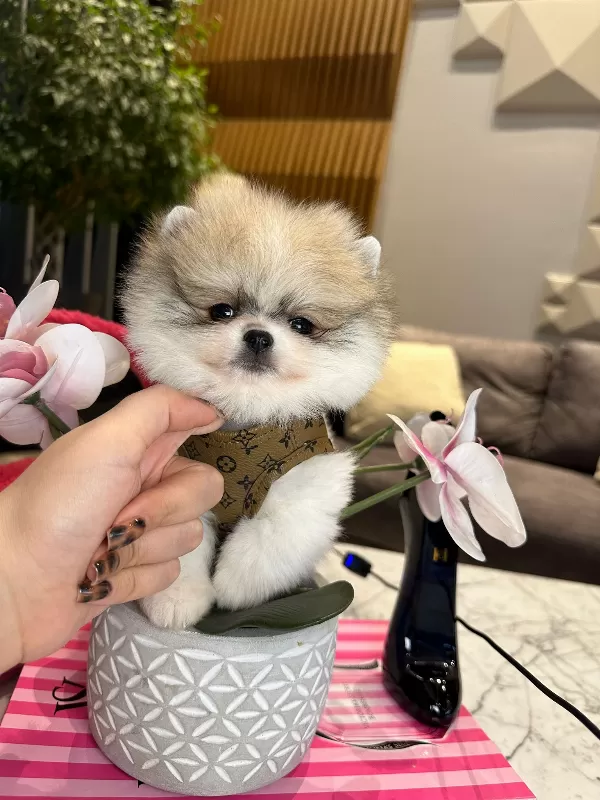Pomeranian Boo Yeni Yuvasına Gitmeye Hazır