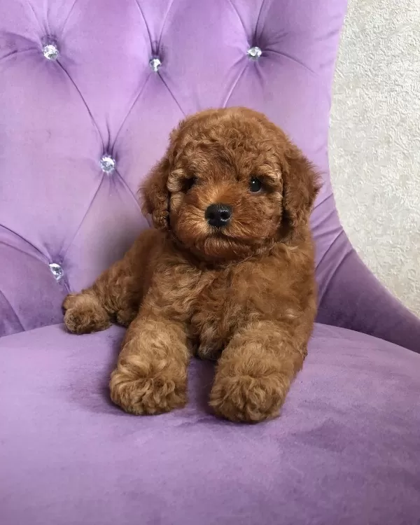 Toy Poodle Yavruları