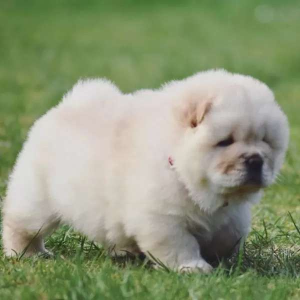 Irk Garantili Chow Chow Yavruları