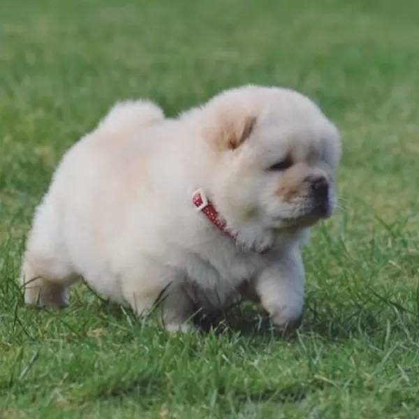 Irk Garantili Chow Chow Yavruları