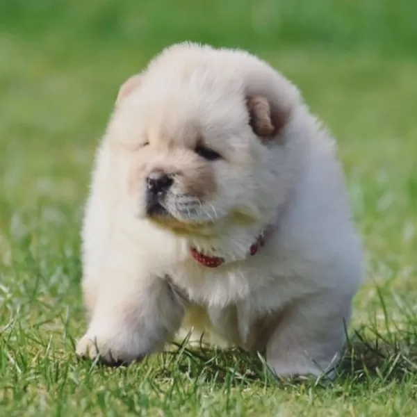Irk Garantili Chow Chow Yavruları