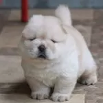 Irk Garantili Chow Chow Yavruları