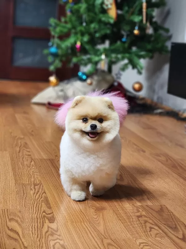 Irk Ve Sağlık Garantili Pomeranian Boo Yavrular